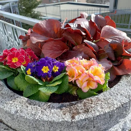 アパート La Primula アオスタ
