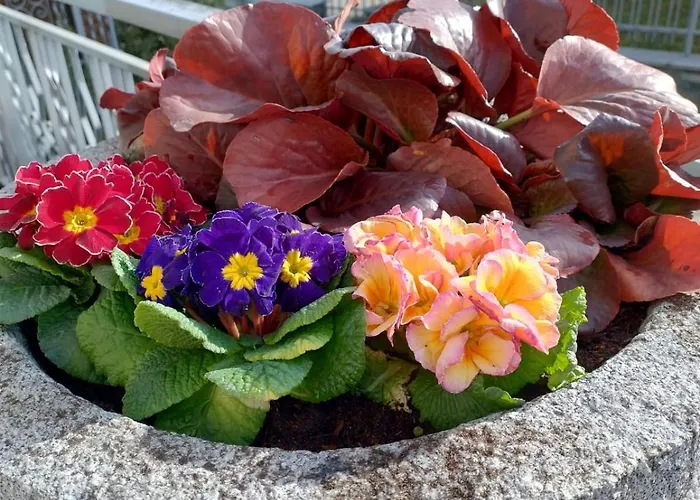 Daire La Primula Aosta